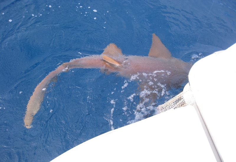 Islamorada Shark fishing
